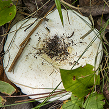 Short-stemmed Russula