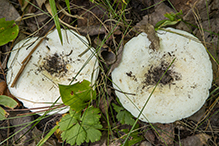 Short-stemmed Russula