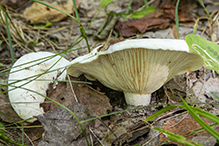 Short-stemmed Russula