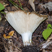 Short-stemmed Russula