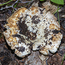 Short-stemmed Russula