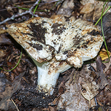 Short-stemmed Russula