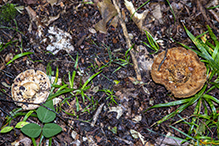 Short-stemmed Russula