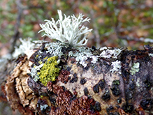 Sinewed Bushy Lichen