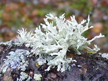 Sinewed Bushy Lichen