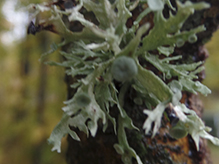 Sinewed Bushy Lichen