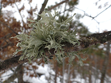 Sinewed Bushy Lichen