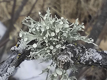 Sinewed Bushy Lichen