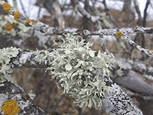 Sinewed Bushy Lichen