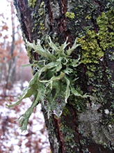 Sinewed Bushy Lichen