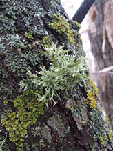 Sinewed Bushy Lichen