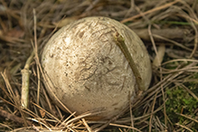 Skirted Stinkhorn