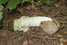 Skirted Stinkhorn