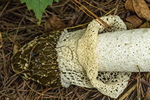 Skirted Stinkhorn