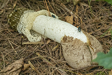 Skirted Stinkhorn