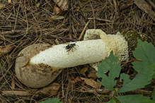 Skirted Stinkhorn