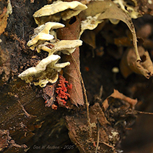 Smoky Polypore