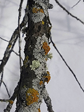 Star Rosette Lichen Star Rosette Lichen