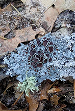 Star Rosette Lichen Star Rosette Lichen