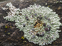 Star Rosette Lichen Star Rosette Lichen