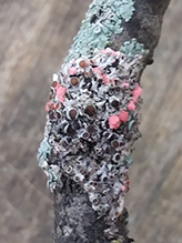 Star Rosette Lichen and fungus (Illosporiopsis christiansenii)