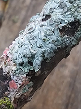 Star Rosette Lichen Star Rosette Lichen