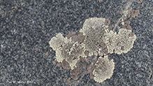 Stonewall Rim Lichen
