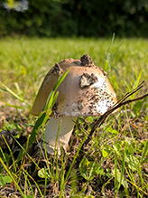 Stubble Rosegill Stubble Rosegill