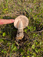 Stubble Rosegill Stubble Rosegill