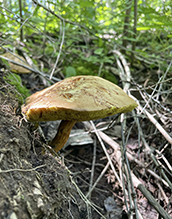 Suede Bolete