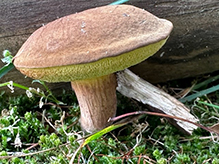 Suede Bolete