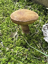 Suede Bolete