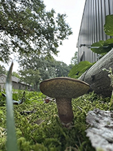 Suede Bolete