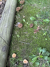 Suede Bolete