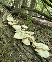 Summer Oyster Mushroom