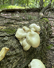 Summer Oyster Mushroom