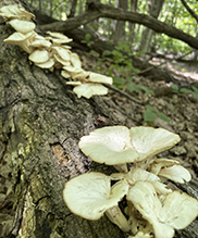 Summer Oyster Mushroom