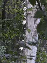 Summer Oyster Mushroom