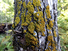 Sunburst Lichen (Xanthoria sp.)