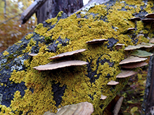 Sunburst Lichen (Xanthoria sp.)