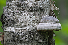 Tinder Polypore
