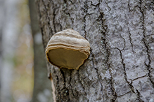 Tinder Polypore