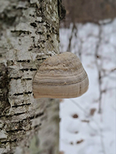 Tinder Polypore