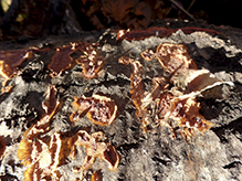 Trembling Phlebia