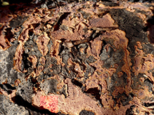Trembling Phlebia