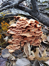 Trembling Phlebia