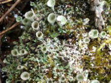 Trumpet Lichen