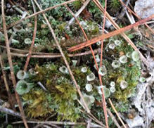 Trumpet Lichen