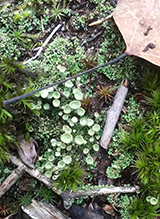 Trumpet Lichen Trumpet Lichen