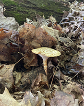 Tuberous Polypore